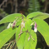 Henckelia wijesundarae Ranasinghe & Mich.Möller